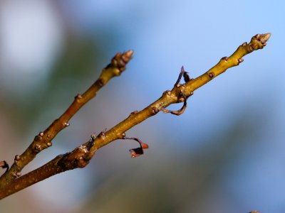 Quercus muehlenbergii - dub muehlenberguv - pupeny